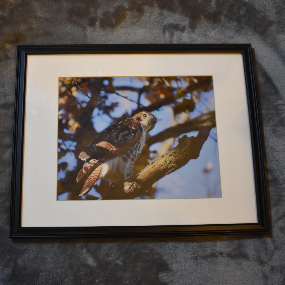 8x10 Broad-Wing Hawk Photograph